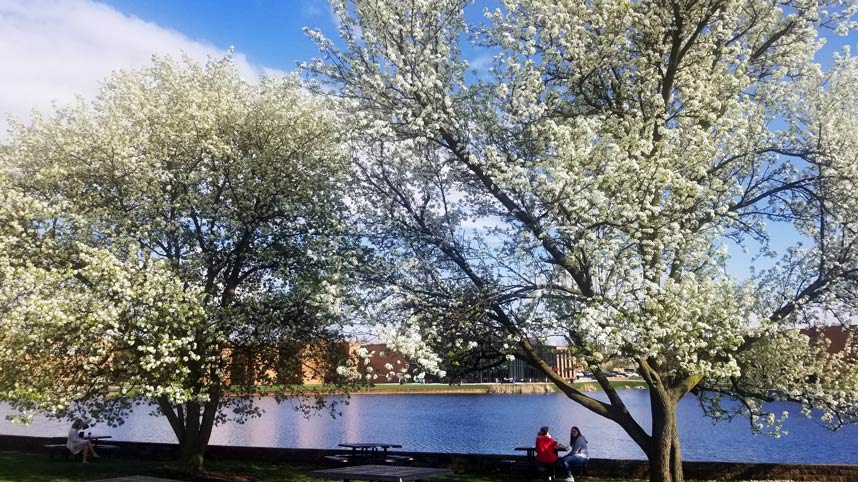 Trees in bud around Cedar Lake