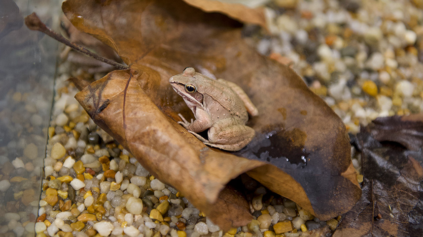A wood frog, a type of frog that survives being completely frozen during winter hibernation.