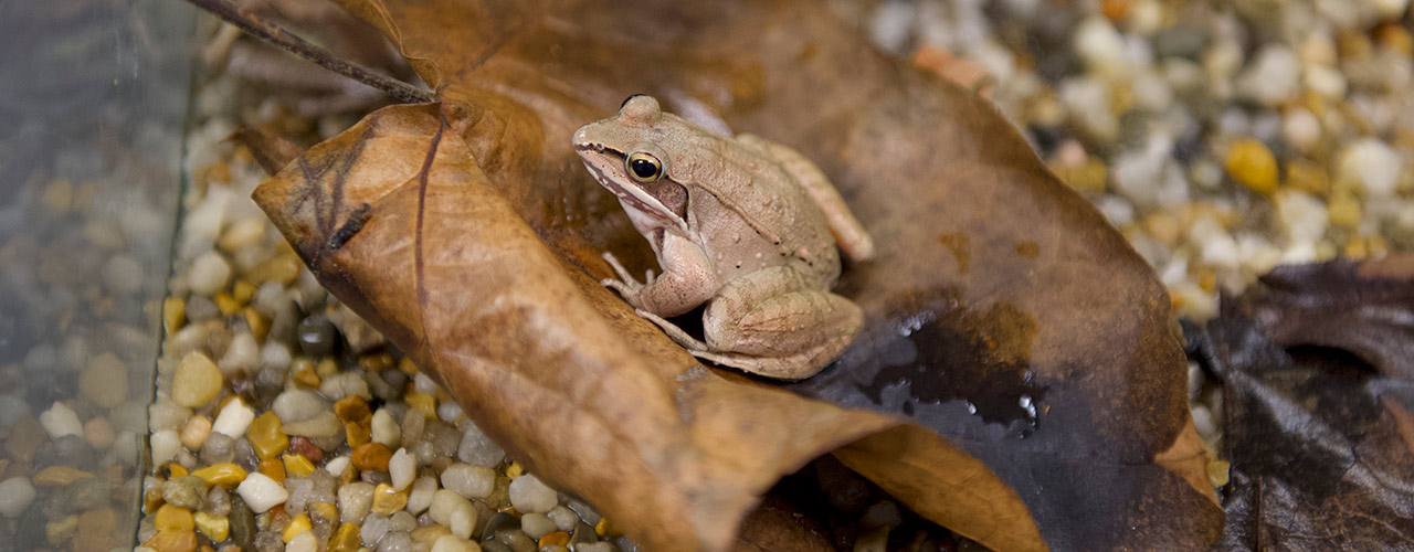 A wood frog, a type of frog that survives being completely frozen during winter hibernation.