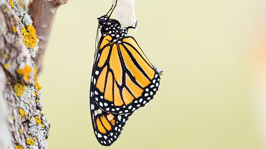 A monarch butterfly hanging from its chrysalis