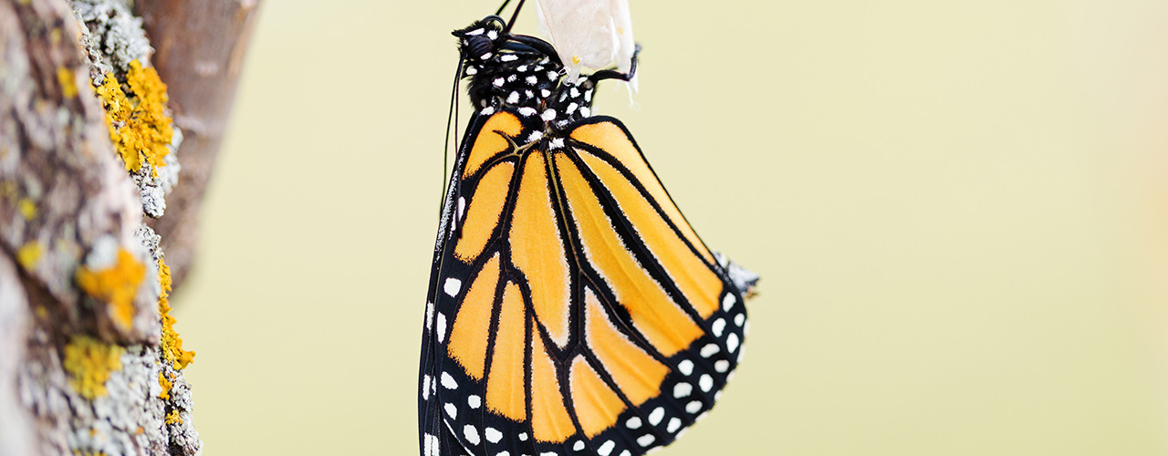 A monarch butterfly hanging from its chrysalis