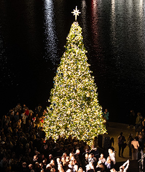 Campus Christmas tree.