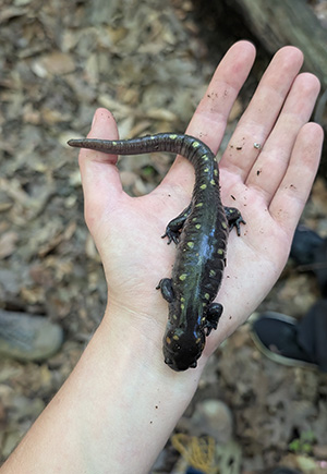 Salamander.