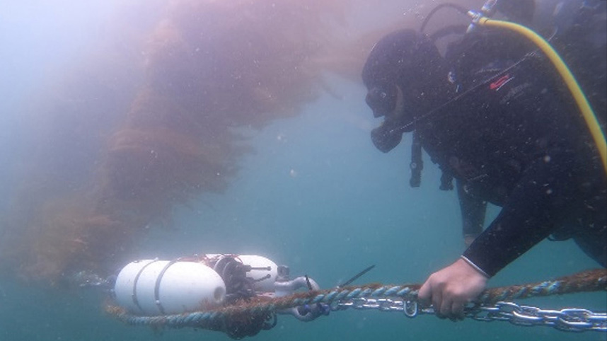 Diver working in offshore seaweed farm.