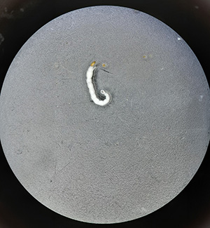 A midge, in the larvae stage.