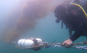 Diver working below and offshore seaweed farm.