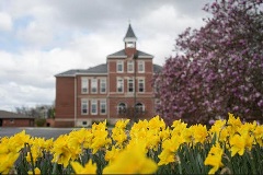 Daffodils in front of Founders Hall