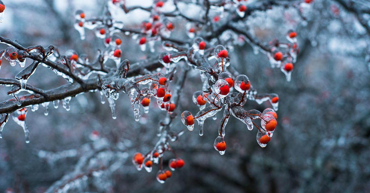 Berries on tree covered in ice