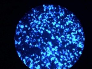 3DP titanium fluorescent cells