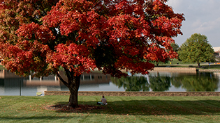 A large tree with fall foliage by Cedar Lake
