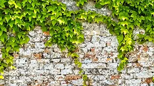 Brick wall with english ivy growing on it.